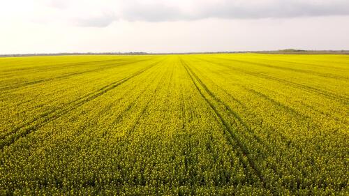 Flight over rape fields